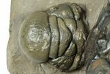 Detailed Crotalocephalina Trilobite - Atchana, Morocco #323717-4